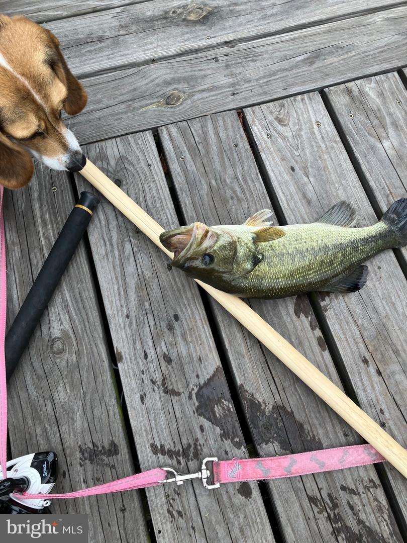 31394 Pt Cir LEWES, DE 19958